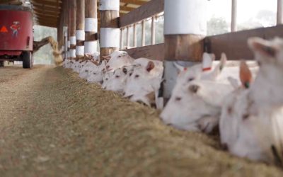 Victorian Farmers Federation, VFF